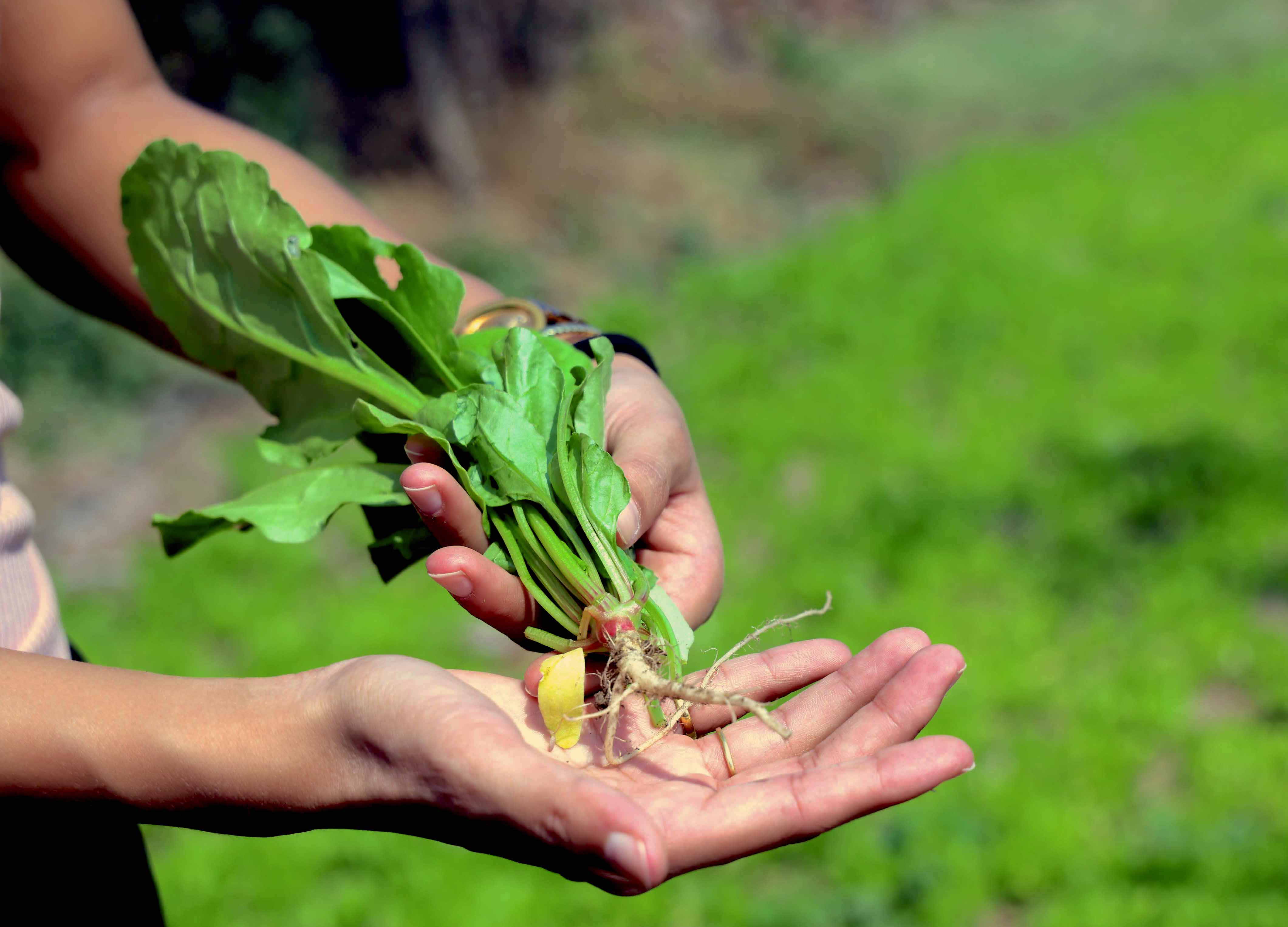 Crop Protection Spray